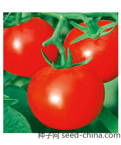 托拉斯番茄