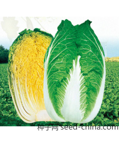 韩国百通-高原绿珠大白菜
