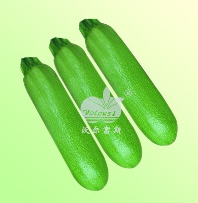 耐寒高产油绿型西葫芦-超级宝玉108 F1