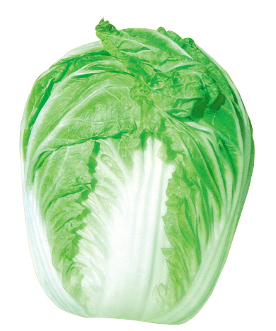 Chinese Cabbage No.1