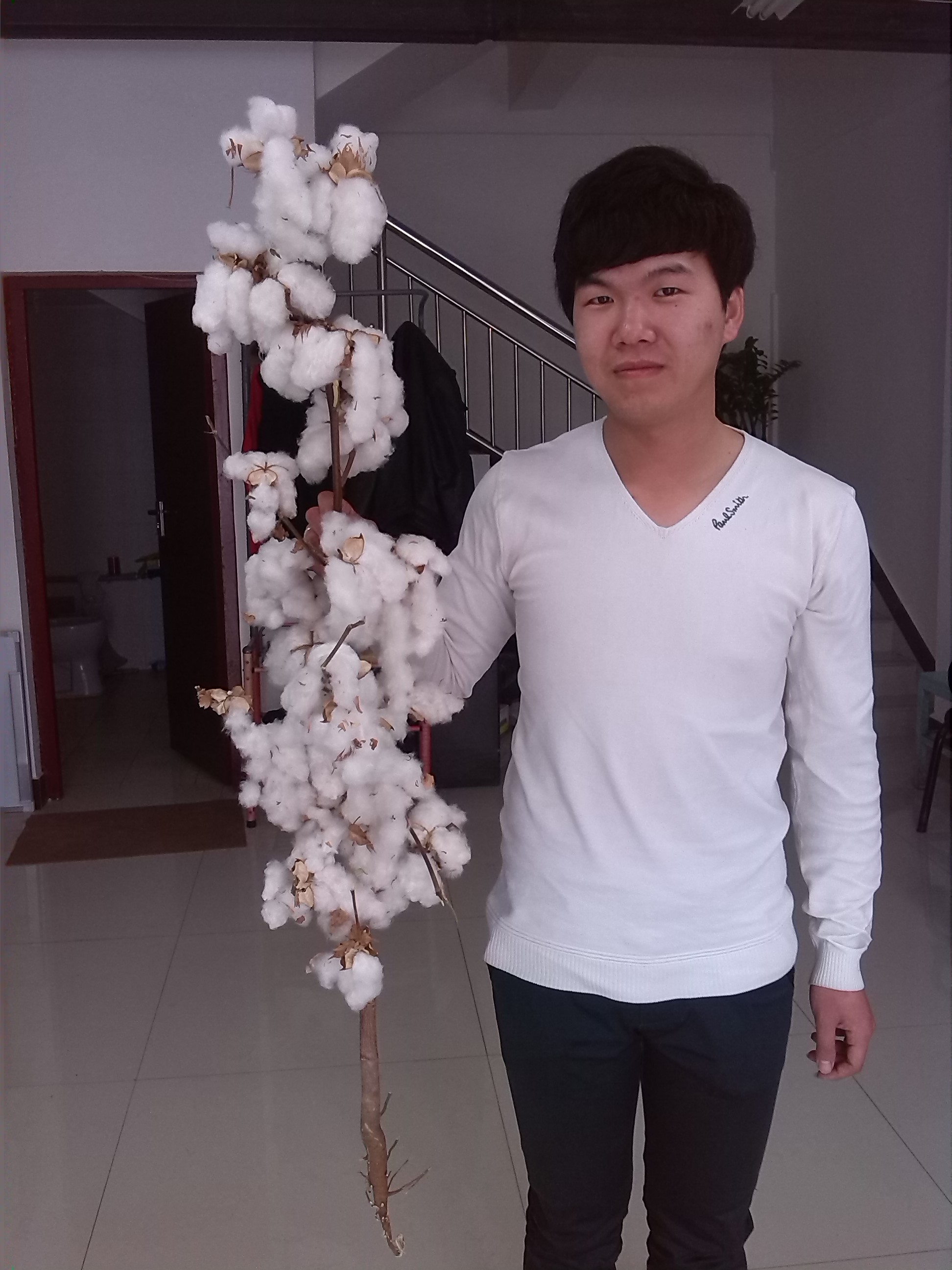 新疆棉花种子—博瑞源2号