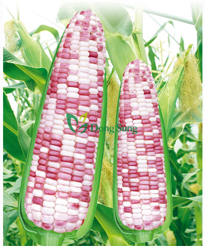 Corn-10
