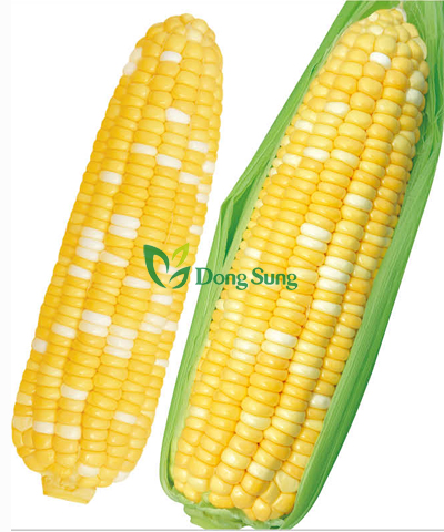 corn-12