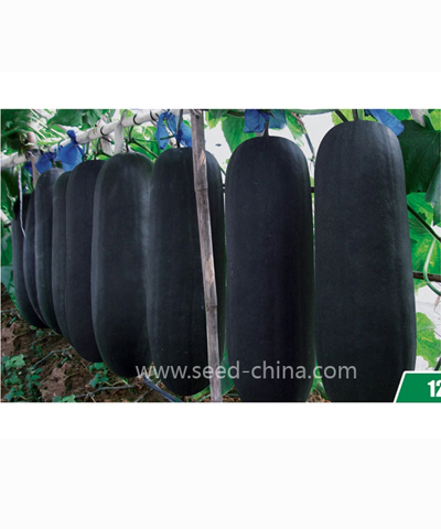 杂交黑将军黑皮冬瓜Heijiangjun Black Wax gourd (Hybrid)