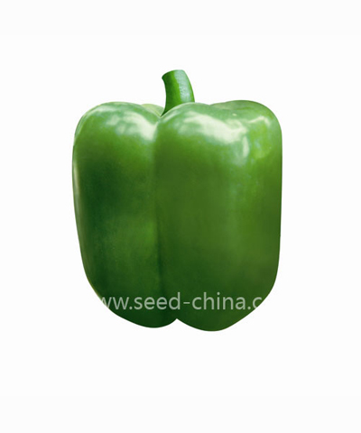 美甜509圆椒(Meitian No.509 Sweet Pepper)