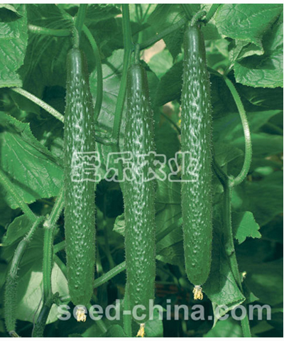 美人黄瓜——密刺型大黄瓜