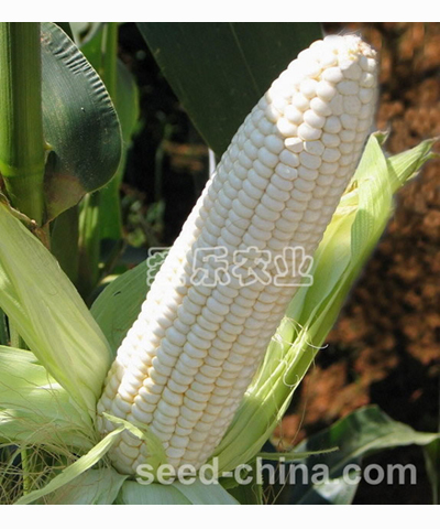 白糯仙子——白色糯玉米