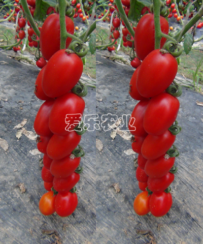 亚蔬2015号-红果樱桃番茄