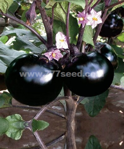 紫黑圆茄
