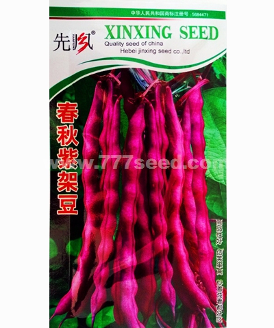 春秋紫架豆