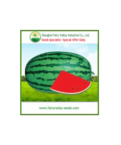 Watermelon NO.5