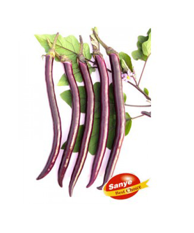 Eggplant  NO.2