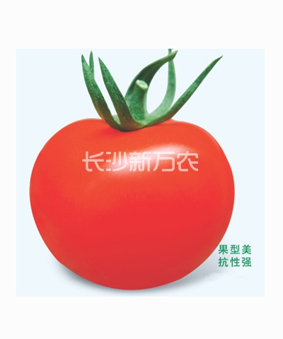 湘抗201蕃茄