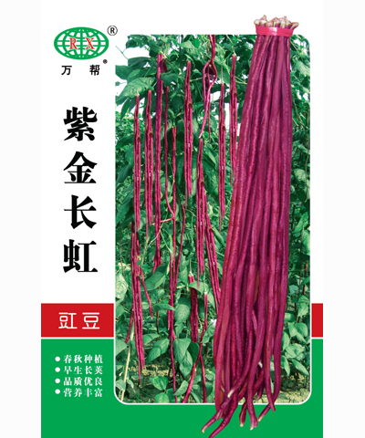 紫金长虹豇豆