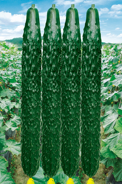 Cucumber 03