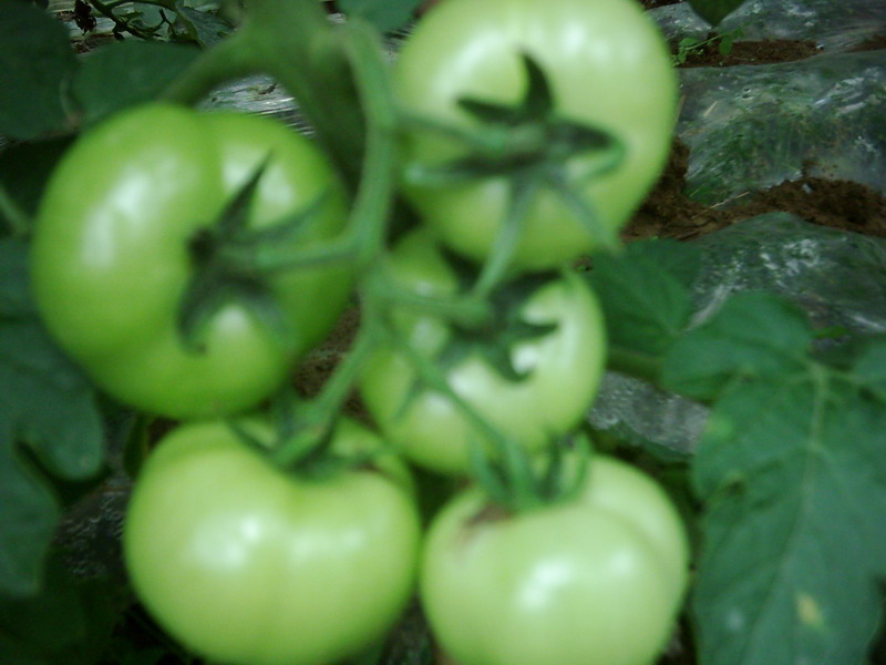 供：印度进口长寿番茄-T