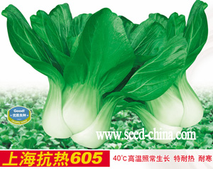 上海抗热605--小白菜