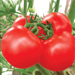耐运1368－－优质进口番茄种子