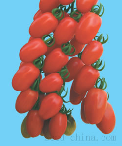 台南亚蔬11号－番茄