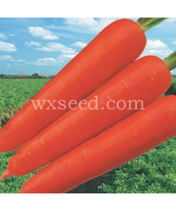 【美国高山大根】进口优质胡萝卜种子