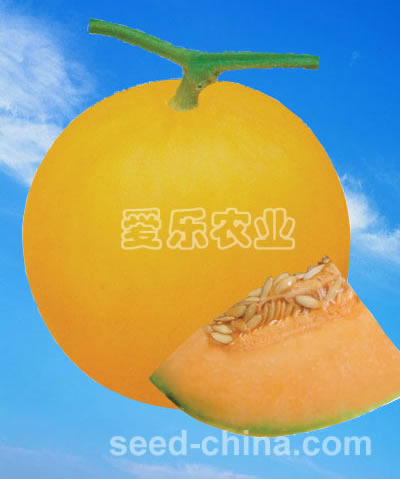 黄金壹号-黄皮橙肉洋香瓜