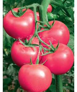 番茄种子——冬悦