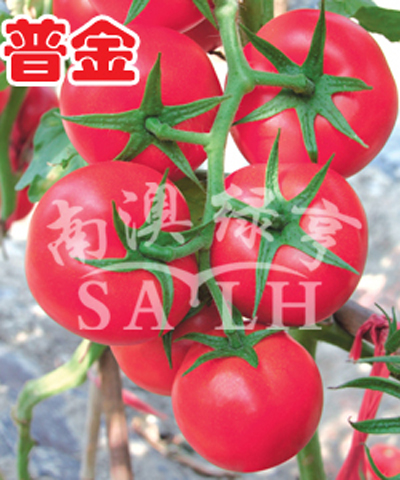 番茄种子-普金