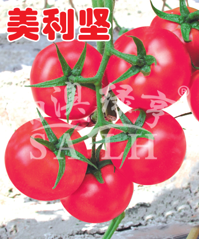 番茄种子-美利坚