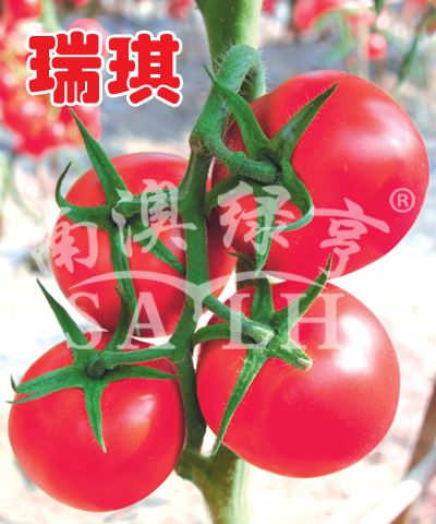 番茄种子-瑞琪