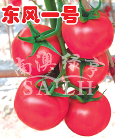 番茄种子-东风一号