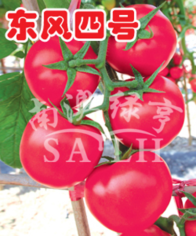 番茄种子-东风四号