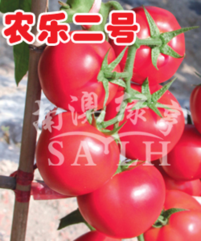 番茄种子-农乐二号