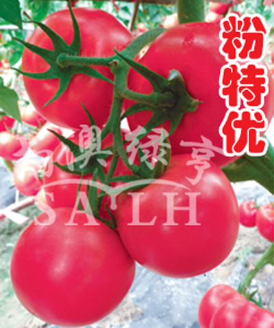 番茄种子-粉特优