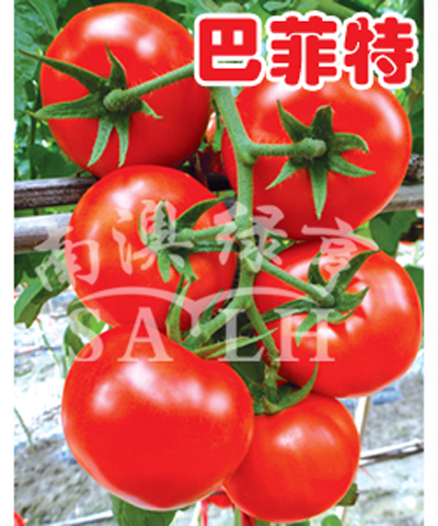 番茄种子-巴菲特