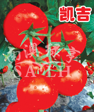 番茄种子-凯吉
