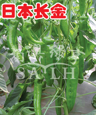 辣椒种子——日本长金