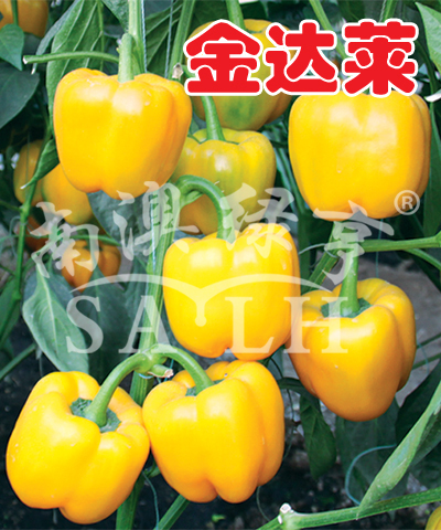 甜椒种子——金达莱