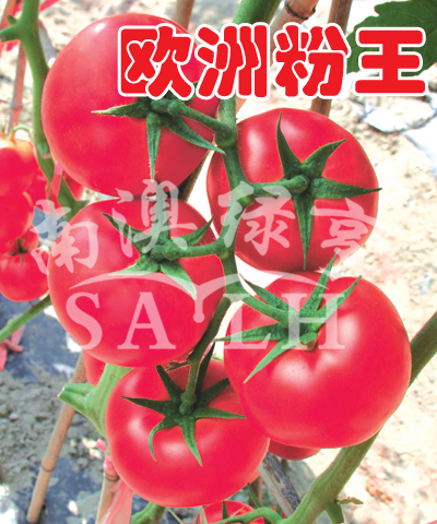 番茄种子——欧洲粉王