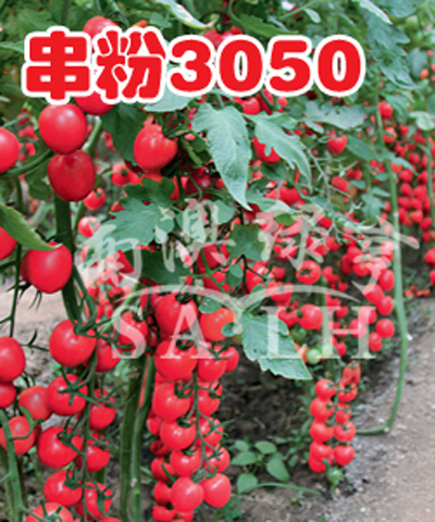 番茄种子——串粉3050（高抗TY病毒）