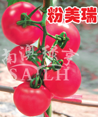 番茄种子——粉美瑞（高抗TY病毒）