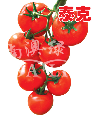 番茄种子--泰克（高抗TY病毒）