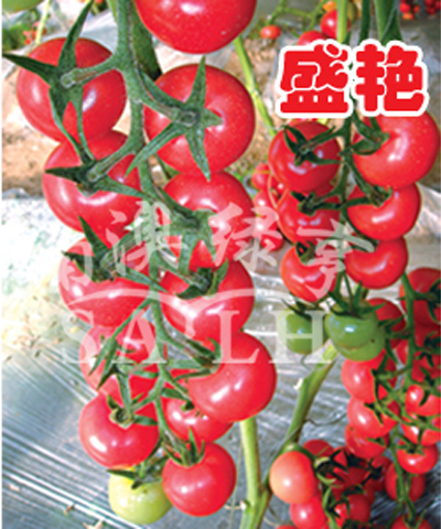 番茄种子--盛艳（高抗TY病毒）