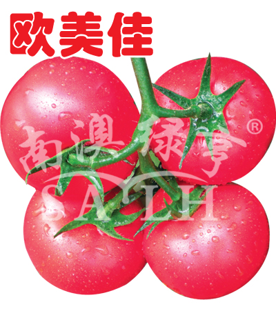 番茄种子——欧美佳（高抗TY病毒）