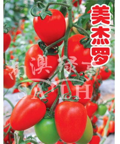 番茄种子——美杰罗（高抗TY病毒）