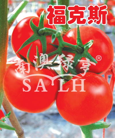 番茄种子——福克斯（高抗TY病毒）