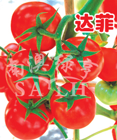 番茄种子——达菲（高抗TY病毒）