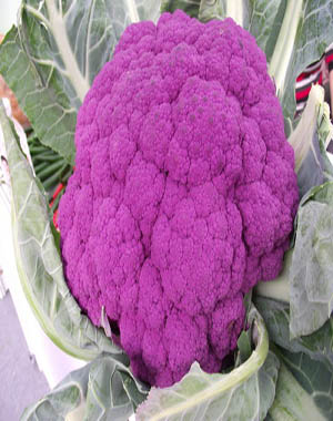 供应特菜--紫花菜种子