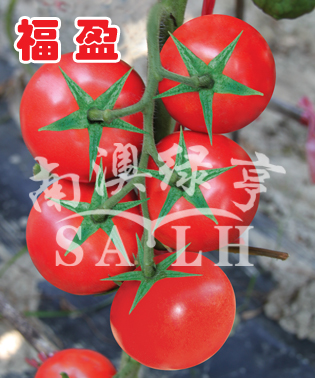番茄种子-福盈
