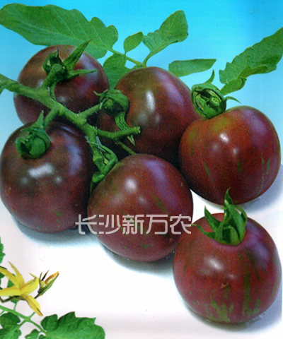 紫玉小蕃茄