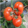 麦宝 红果大番茄——番茄种子西红柿种子